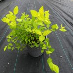 Tavoľník japonský (Spiraea Japonica) ´GOLDEN PRINCESS´ - výška 10-20 cm ⌀ 20 cm , kont. C2L